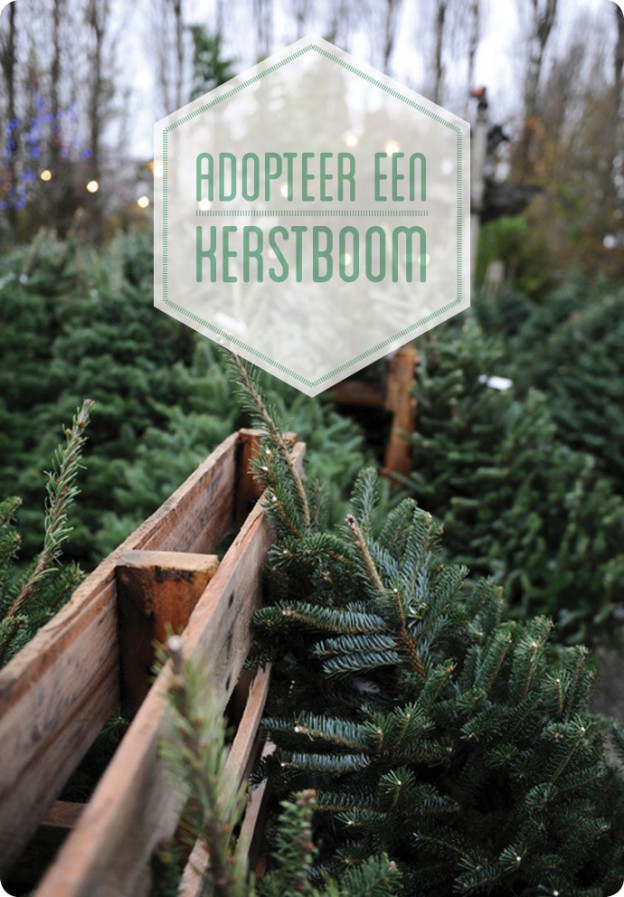 Adopteer een kerstboom